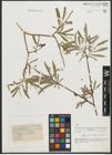 Foto von Salix pycnostachya Andersson